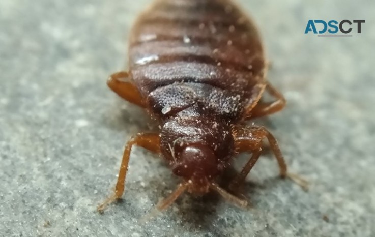 Bed Bug Control Perth