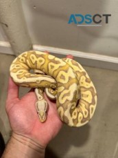 Ball Pythons