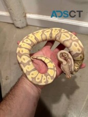 Ball Pythons