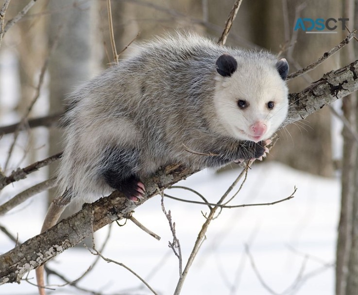 Possum Removal Perth