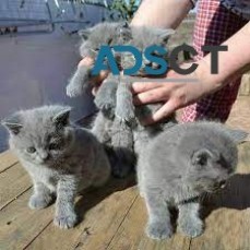 Beautiful British Shorthair Kittens Read