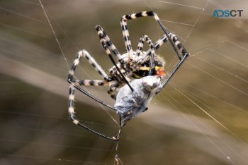 Spider Control Perth