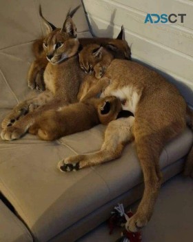 registered caracal kitten available