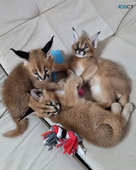 registered caracal kitten available