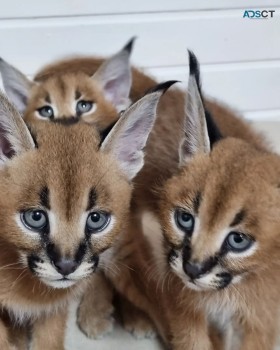 registered caracal kitten available