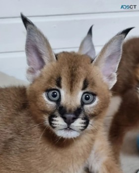 registered caracal kitten available