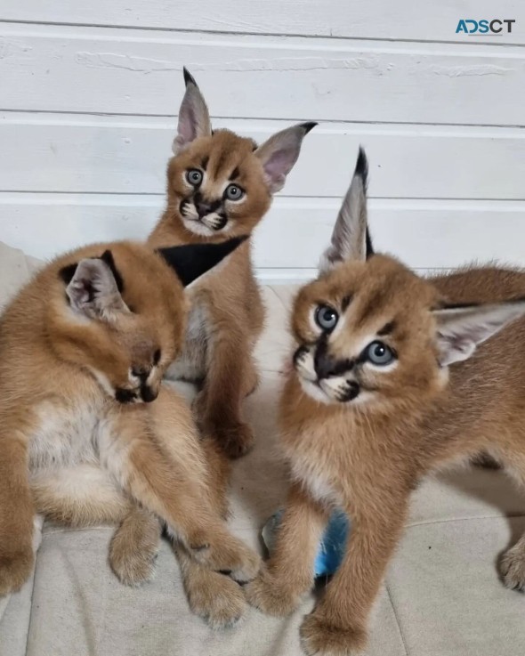 registered caracal kitten available