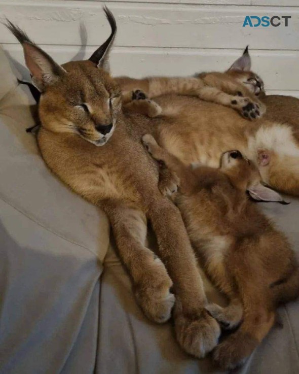 registered caracal kitten available