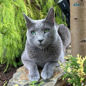 Russian  blue kitten 