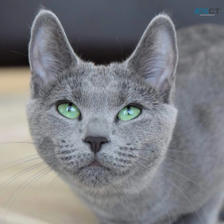 Russian  blue kitten 