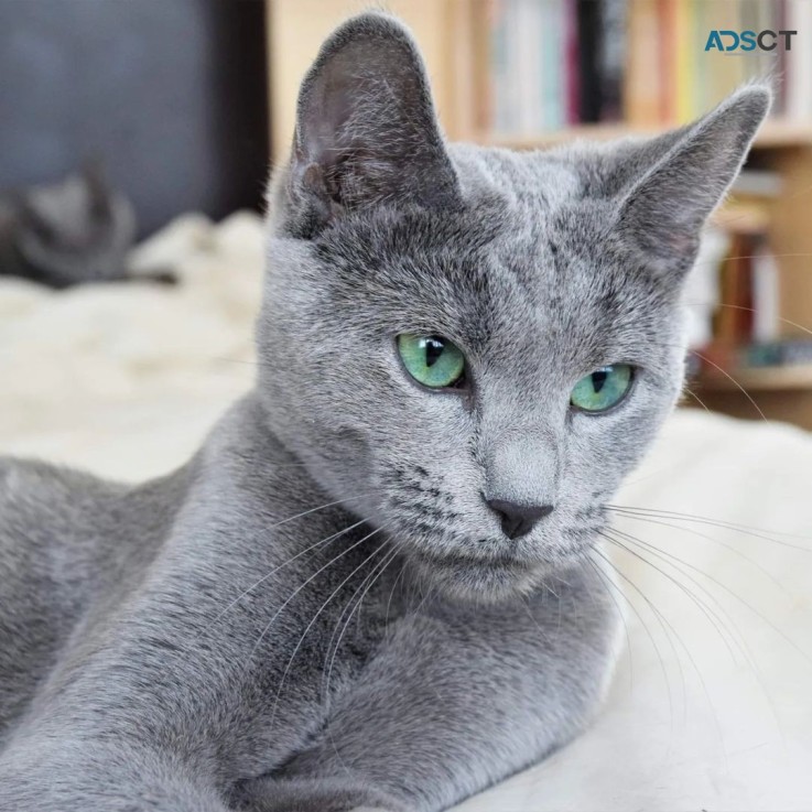 Russian  blue kitten 