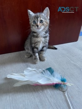 Adorable kitten ready to be loved