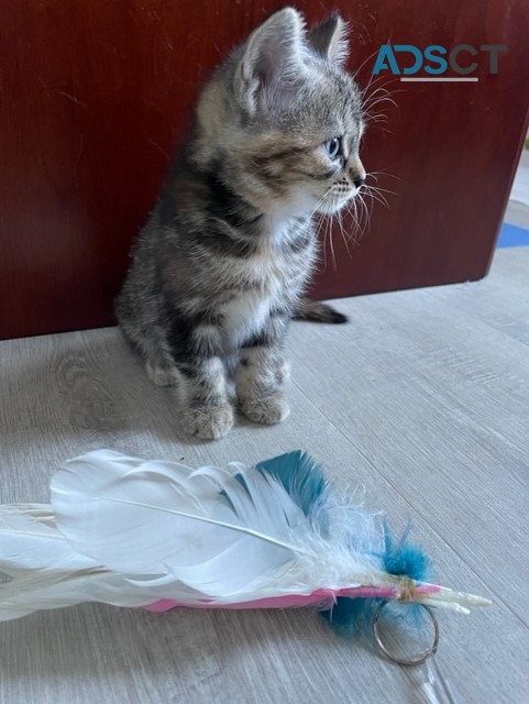 Adorable kitten ready to be loved