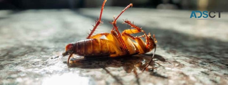 Home Cockroach Control Perth