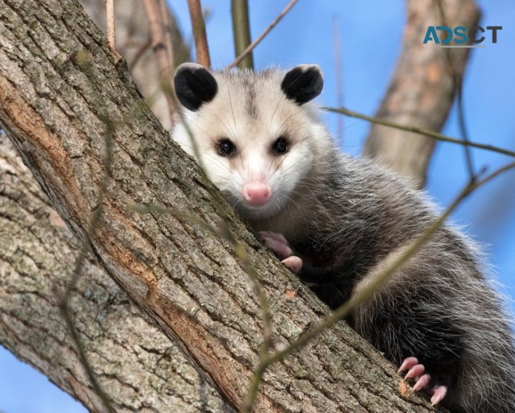 Home Possum Removal Perth