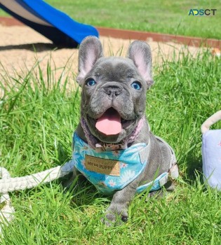 French bulldog puppies.