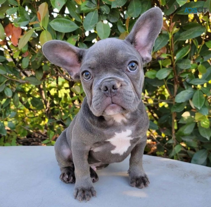 French bulldog puppies.