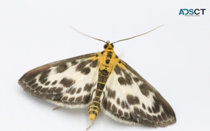 Home Moth Control Perth