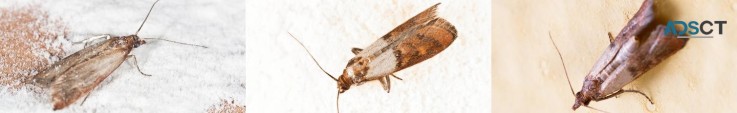 Home Moth Control Perth