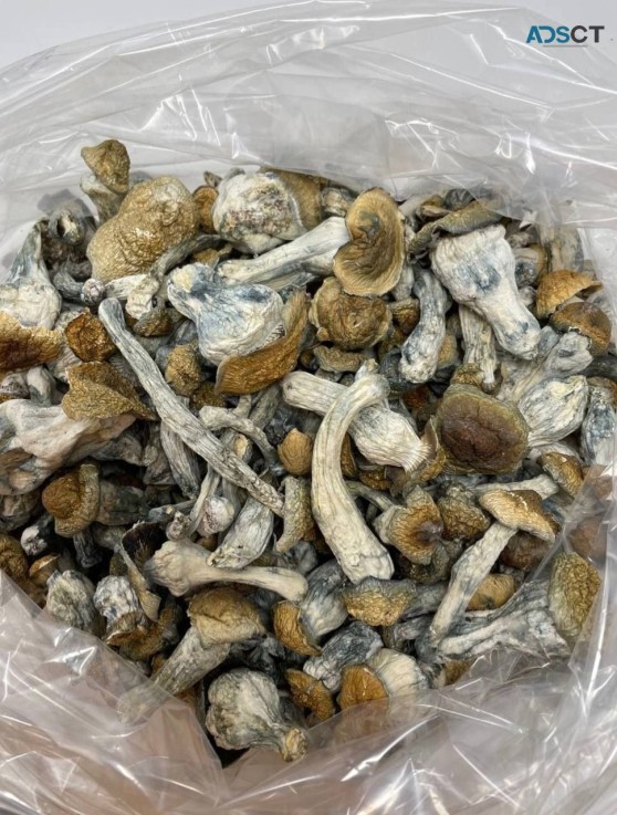 420 and shroom Available at all strain 