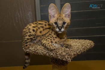 serval and caracal kittens available 