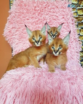 serval and caracal kittens available 