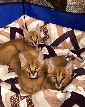 serval and caracal kittens available 