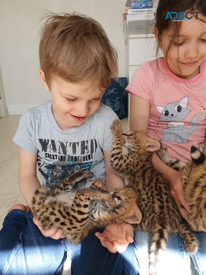 serval and caracal kittens available 