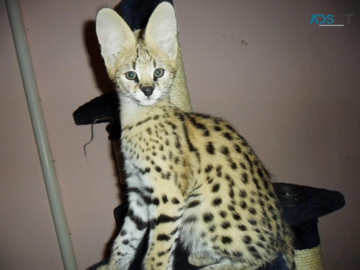 serval and caracal kittens available 