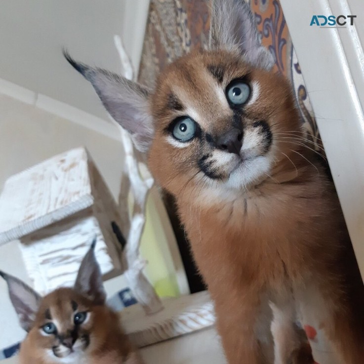 serval and caracal kittens available 