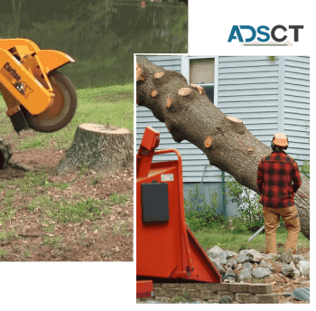 The Best Tree Stump Removal Service In Your Area