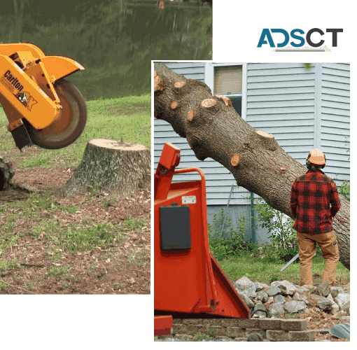 The Best Tree Stump Removal Service In Your Area