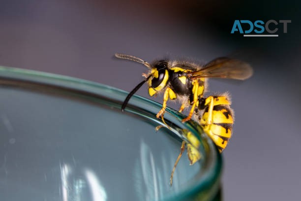 Home Wasp Removal Perth