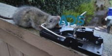 Looking for Dead Animal Removal service in Hobart?