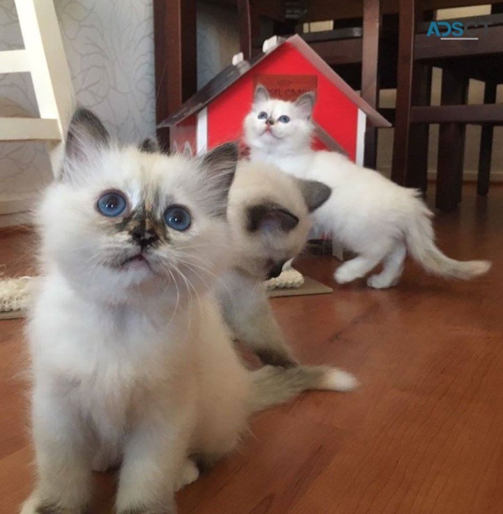 Cute birmans kitten 