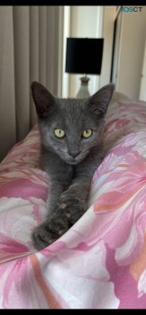 Russian Blue x Ragdoll Kitten