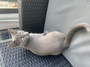 Russian Blue x Ragdoll Kitten