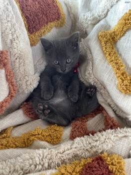 Russian Blue x Ragdoll Kitten