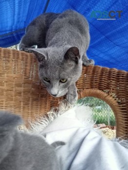 Russian Blue x Ragdoll Kitten