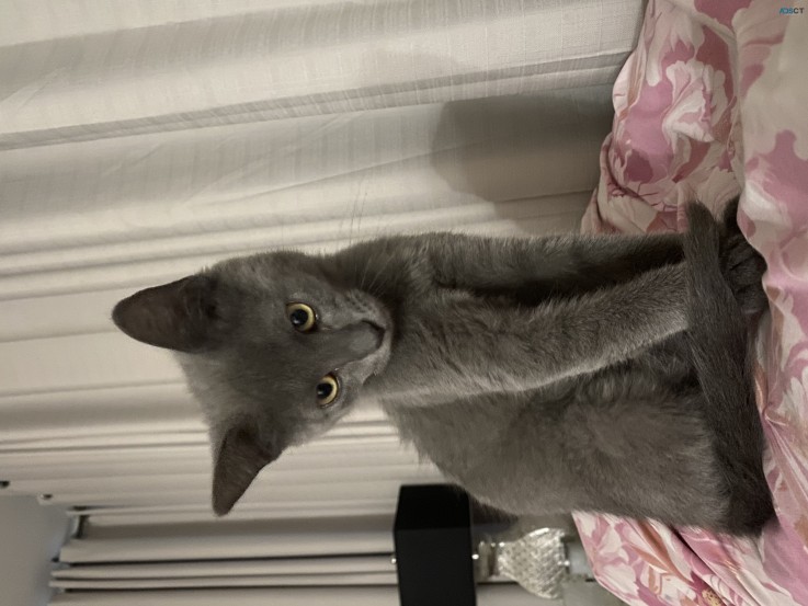 Russian Blue x Ragdoll Kitten