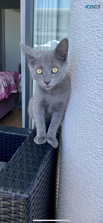 Russian Blue x Ragdoll Kitten