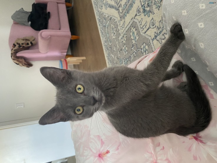 Russian Blue x Ragdoll Kitten