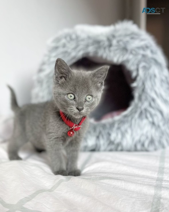 Russian Blue x Ragdoll Kitten