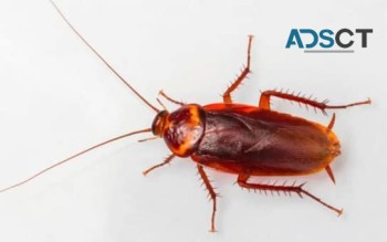 Preventive Cockroach Control Brisbane