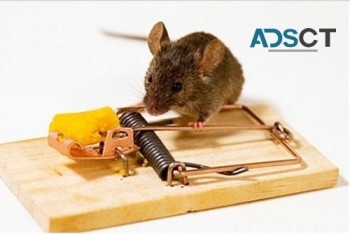 Preventive Rodent Control Brisbane