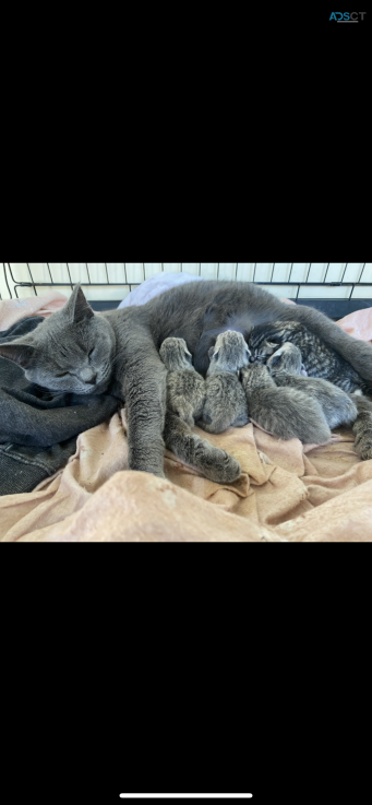 british torti kittens