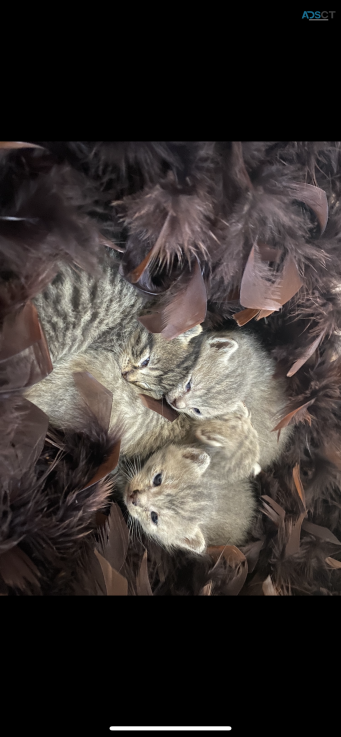 british torti kittens