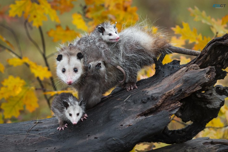 Preventive Possum Removal Brisbane