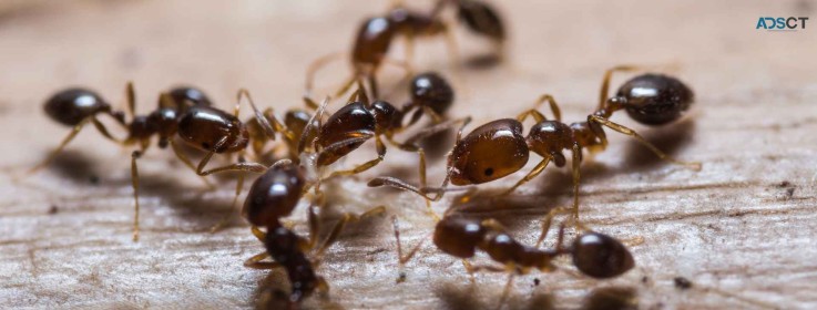 Preventive Ant Control Brisbane