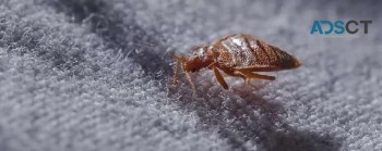 Preventive Bed Bug Control Brisbane